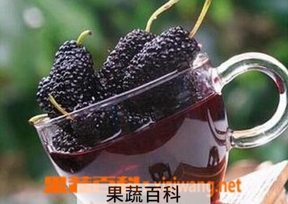 果蔬百科桑葚泡酒