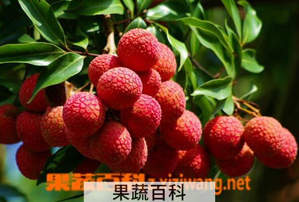 果蔬百科新鲜荔枝