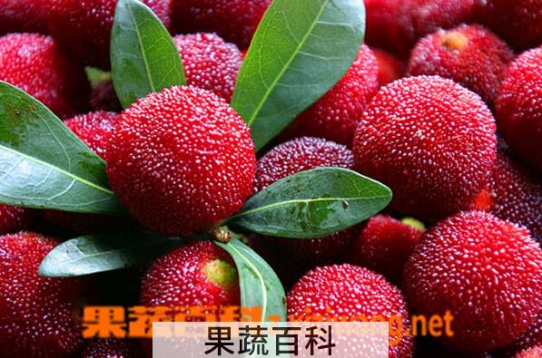 果蔬百科鲜杨梅