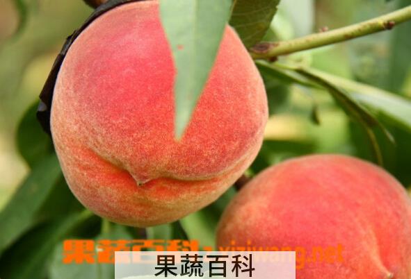 果蔬百科桃子