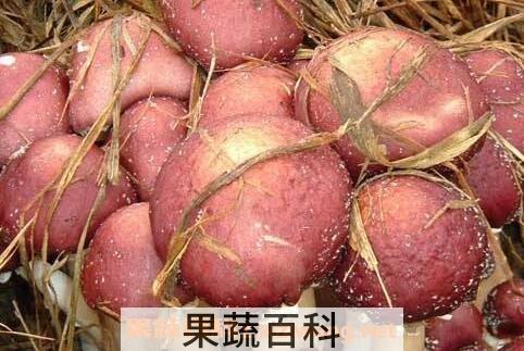 大球盖菇的功效与作用