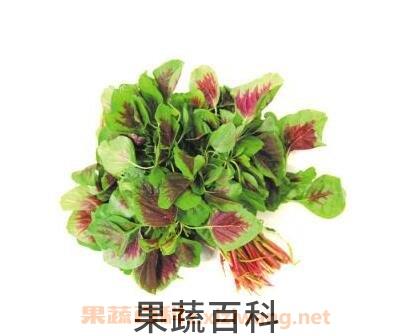 紫苋菜可以和白菜一起吃吗
