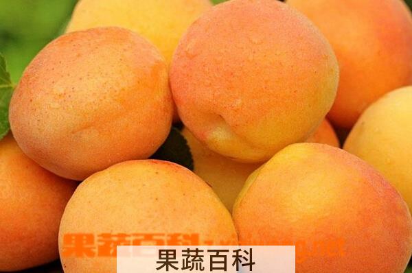 果蔬百科杏子