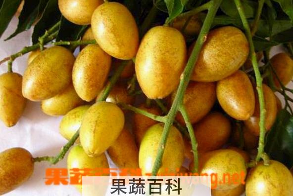果蔬百科黄皮果