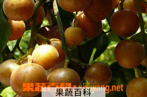 果蔬百科黄皮果