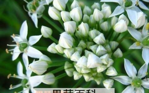 蔬菜花的图片 蔬菜花有什么