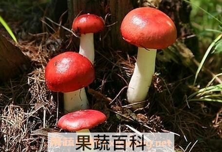 红菇的功效与作用