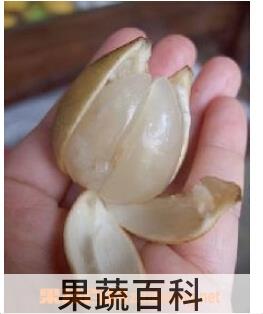 果蔬百科黄皮果