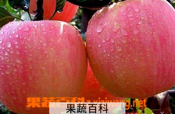 果蔬百科孕妇不吃苹果可以吗