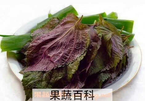 紫苏子叶的功效与作用及食用方法