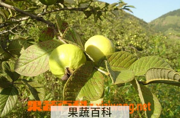 果蔬百科番石榴叶