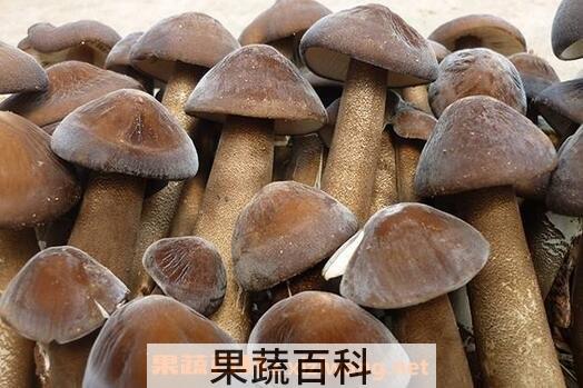 长根菇的功效作用与吃法