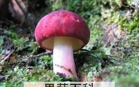 三明特产红菇 福建三明红菇的作用