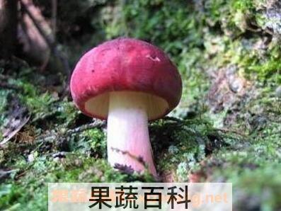 三明红菇