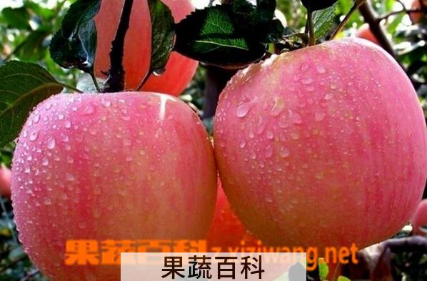 果蔬百科红富士苹果