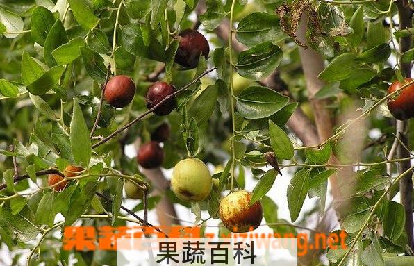 果蔬百科广枣