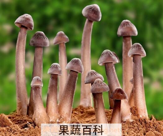 伞把菇
