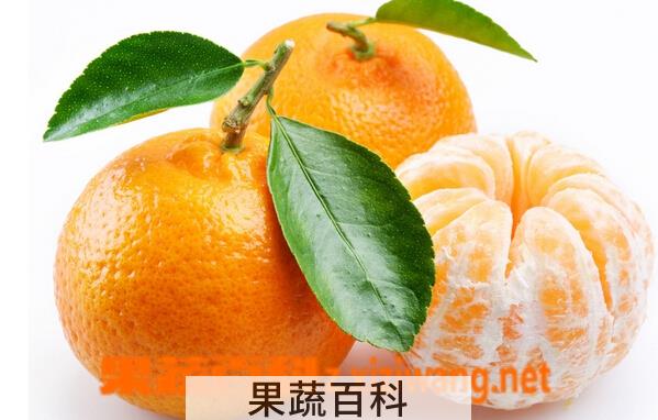 果蔬百科橘子的营养成分