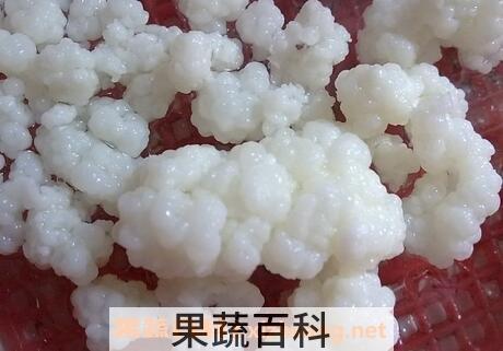  藏灵菇酸奶功效