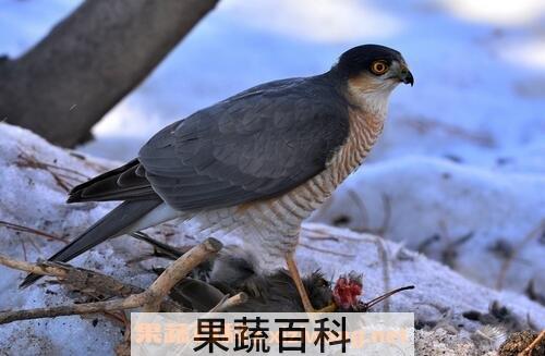 鹞子肉的功效与禁忌