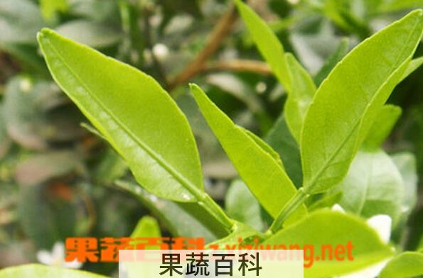 果蔬百科橘子叶泡水喝