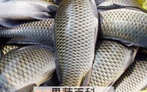 草鱼有什么营养功效 草鱼的营养价值功效与作用
