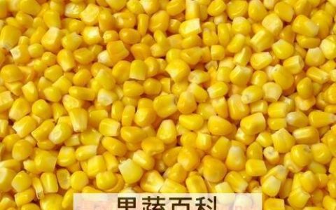 玉米子叶图 玉米子叶的作用是什么