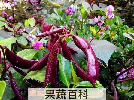 紫扁豆根的功效与作用