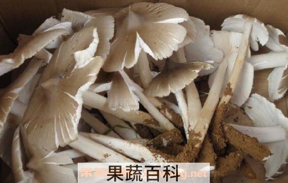山八菇