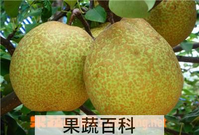 果蔬百科雪花梨