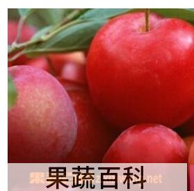 果蔬百科李杏