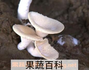 山珍虎奶菇