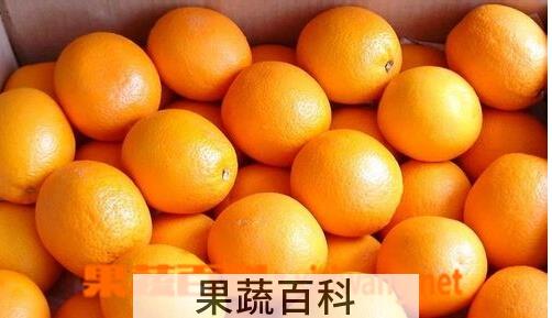 果蔬百科丰脐