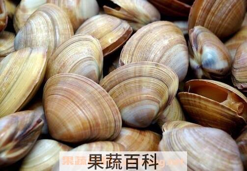 文蛤的功效与作用