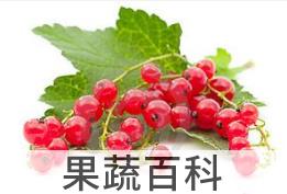 果蔬百科无核小葡萄