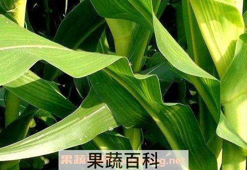 玉米叶的营养价值及功效与作用