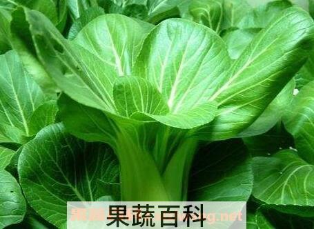 油莱叶的功效与作用