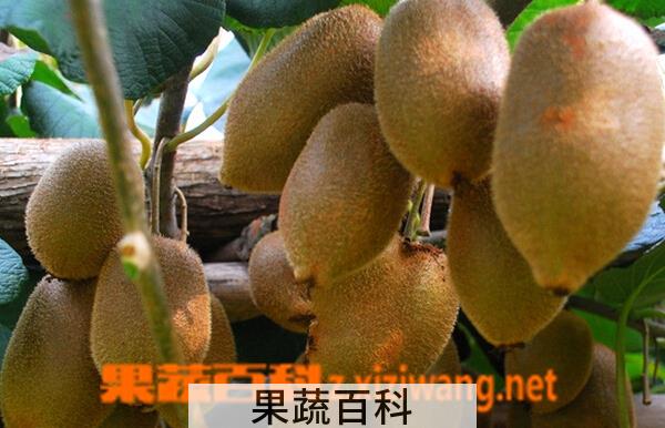 果蔬百科翠玉猕猴桃