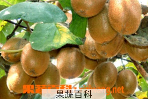 果蔬百科竹溪二号