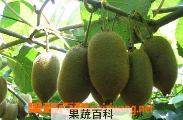 果蔬百科中猕一号