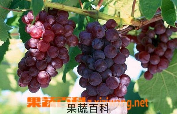 果蔬百科奥山红宝石