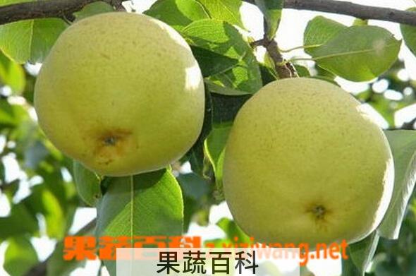 果蔬百科呈贡宝珠梨