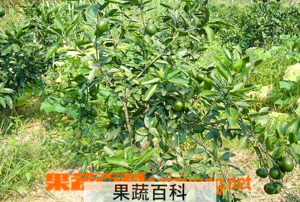 果蔬百科伯芬维拉桔
