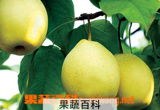 果蔬百科阳信鸭梨