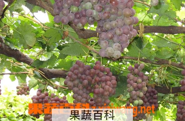 果蔬百科香悦葡萄
