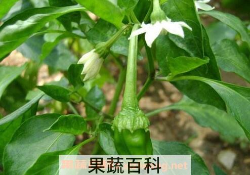 圆辣椒叶的功效与作用