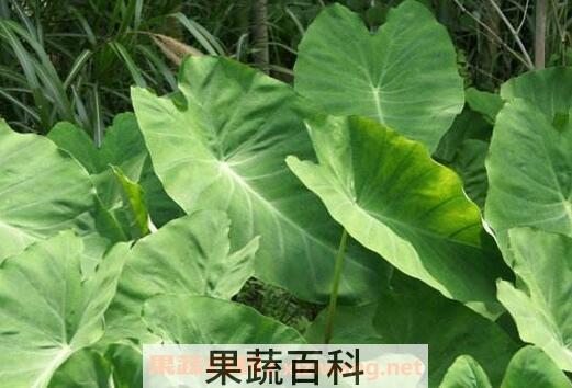 芋头叶的功效与作用及食用方法