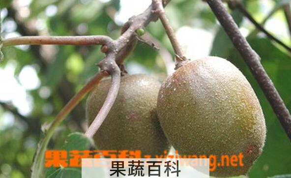 果蔬百科通山五号