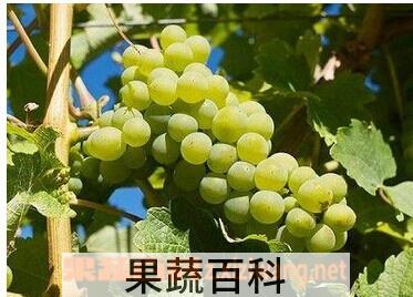 果蔬百科白诗南