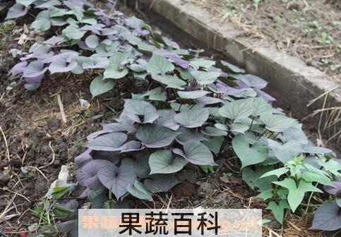 紫色红薯叶的功效作用